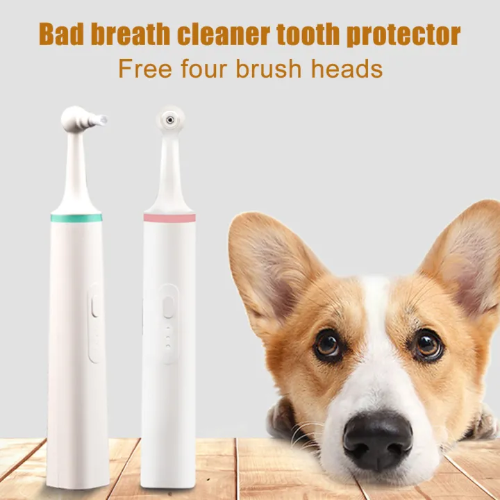 an electric toothbrush for your dog