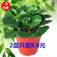 [COD] Watercress green potted jasper plants evergreen purify the air indoor desktop office good and flowers