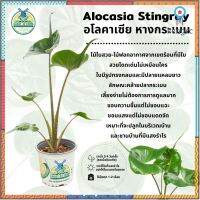 ต้นอโลคาเซีย สติงเรย์ อโลคาเซีย สติงเรย์ หางกระเบน (Alocasia Stingray) ปลากระเบน สินค้ามีจำนวนจำกัด