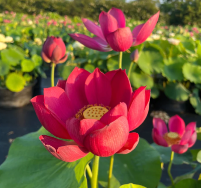 5 เมล็ด บัวนอก บัวนำเข้า บัวสายพันธุ์ Ancient Capitol Red Palace Lotus สีแดง สวยงาม ปลูกในสภาพอากาศประเทศไทยได้ ขยายพันธุ์ง่าย เมล็ดสด