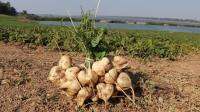 เมล็ดพันธุ์ มันแกว (Yam Bean Seed) บรรจุ 15 เมล็ด หัวใหญ่  หวาน กรอบ อร่อย