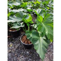 โปรโมชั่น++ ฟิโลเดรนดรอนหูช้าง (Philodendron giganteum) ราคาดี ต้นไม้ ฟอก อากาศ กระถาง ต้นไม้ ไม้ ประดับ ต้นไม้ ปลูก ใน บ้าน