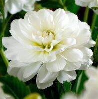 1 เหง้า/ชุด รักเร่ Dahlia Bulb สายพันธุ์ White Onesta หัวรักเร่ ดอกไม้ หัวหน่อ เหง้า นำเข้า เนเธอร์แลน หัวสดใหม่