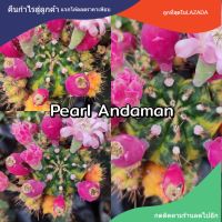 เมล็ดยิมโน "PearlAndaman" 1หลอด ได้150เมล็ด+++