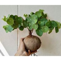 มาใหม่จ้า ว่านบัวบก Gotu kola ไม้ประดับหายาก ขนาดเทียบกับไข่เป็ด ว่านบก Stephania Erecta Craib คุ้มสุดสุด ต้นไม้ ฟอก อากาศ กระถาง ต้นไม้ ไม้ ประดับ ต้นไม้ ปลูก ใน บ้าน