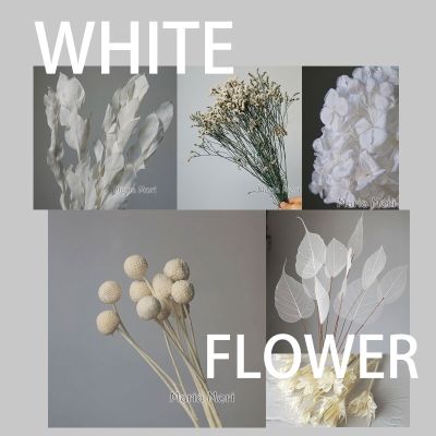 [AYIQ Flower Shop] ช่อดอกไม้สีขาวดอกไม้ตกแต่งบ้านรักษาสภาพแบบทำให้แห้งสำหรับงานแต่งงานและดอกไม้ธรรมชาติที่แท้จริง