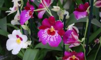 30 เมล็ดพันธุ์ Home Plant Seed เมล็ดกล้วยไม้ กล้วยไม้มิลโทนอปซิส (Miltonopsis Orchids) Orchid flower Seed อัตราการงอกของเมล็ด 80-85%