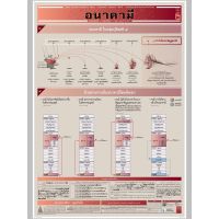 ผัง-อนาคามี-พุทธวจน ขนาดใหญ่