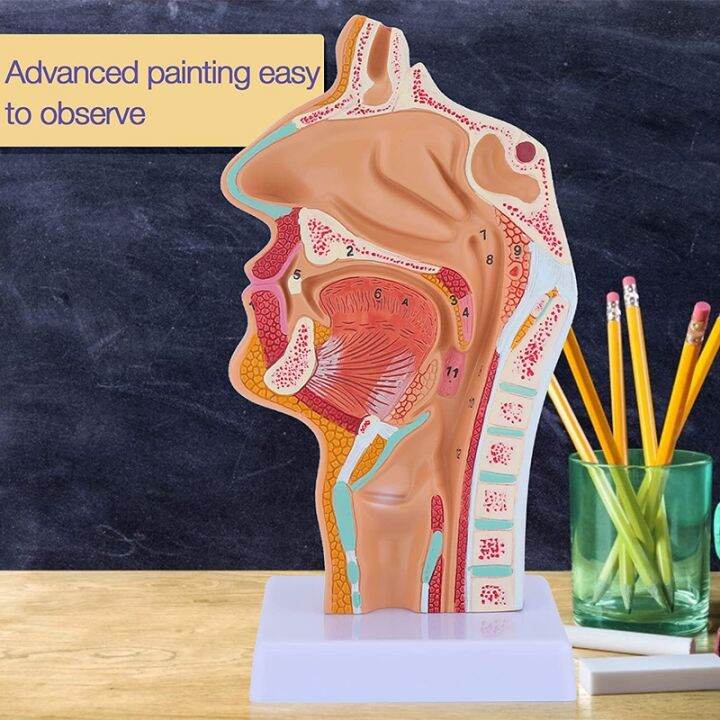 nasal-cavity-throat-anatomy-model-human-anatomical-pharynx-larynx-model-for-students-study-display-teaching