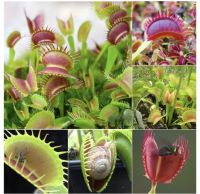 ไม้กินแมลงปากแดง (กาบหอยแครงปากแดง) 50 seedsม้กินแมลง กาบหอยแครงปากแดง (Venus flytrap) Dionaea, insectivorous plants, insectivorous plants, edible p