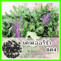 พร้อมส่ง ❗ รหัส 142  เมล็ดพันธุ์แท้ OP แท้    เคลเออร์ซ่าแดง - Red Ursa Kale สายพันธุ์รัสเซีย เมล็ดเคล เคลรัสเซีย ผักเคล