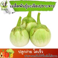 เมล็ดพันธุ์ มะเขือเปราะจาว (Round eggplant) 200 เมล็ด ปลูกง่าย ปลูกได้ทั่วไทย #เมล็ดผัก