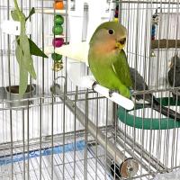 GBDSVD Conure Budgie ผักพลาสติกผลไม้ขนาดเล็กสัตว์ปลาหมึกคลิปเครื่องให้อาหารผู้ถืออาหารนกตัวป้อนนกแก้ว