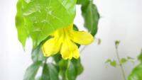 ( Pro+++ ) สุดคุ้ม T353 เหลืองชัชวาล (Cat’ Claw Creeper) กระถาง 8 นิ้ว สูง 70-80 cm ไม้ประดับเลื้อย ดอกโดดเด่น สีเหลืองสวย ราคาคุ้มค่า พรรณ ไม้ น้ำ พรรณ ไม้ ทุก ชนิด พรรณ ไม้ น้ำ สวยงาม พรรณ ไม้ มงคล