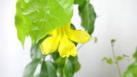 มาใหม่จ้า T353 เหลืองชัชวาล (Cat’ Claw Creeper) กระถาง 8 นิ้ว สูง 70-80 cm ไม้ประดับเลื้อย ดอกโดดเด่น สีเหลืองสวย คุ้มสุดสุด ต้นไม้ ฟอก อากาศ กระถาง ต้นไม้ ไม้ ประดับ ต้นไม้ ปลูก ใน บ้าน