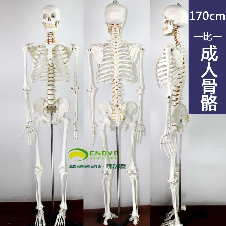 enovo-hs-medical-movable-yoga-spinal-skeleton-skeleton-anatomical-specimens-of-human-body-skeleton-model-body