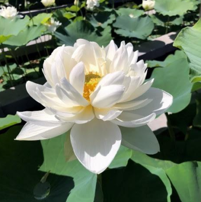 5 เมล็ด บัวนอก บัวนำเข้า บัวสายพันธุ์ Da Jin Bian White Lotus สีขาว สวยงาม ปลูกในสภาพอากาศประเทศไทยได้ ขยายพันธุ์ง่าย เมล็ดสด