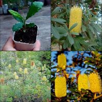 ( 6ต้น) แบงเซีย ต้นแบงเซีย Banksia Integrifolia Fortigate / Paradise