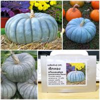 เมล็ดพันธุ์ ฟักทอง ควีนแลนด์บูล (Queensland Blue Squash Seed) 10 เมล็ด คุณภาพดี ราคาถูก ของแท้