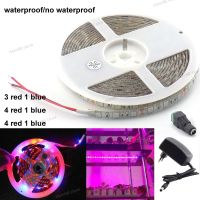 Led Strip Grow Lights 5M 12V 2A/3A Waterproof Growing Plant Lamp SMD 5050 Red Blue lighting Power Adapter WB5TH