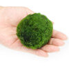 Kích thước 3-4 cm. tảo marimo - ảnh sản phẩm 4