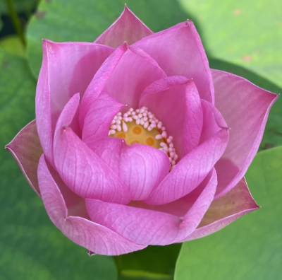 5 เมล็ด บัวนอก บัวนำเข้า บัวสายพันธุ์ Princess Harper of Ten Mile Creek LOTUS สีชมพู สวยงาม ปลูกในสภาพอากาศประเทศไทยได้ ขยายพันธุ์ง่าย เมล็ดสด