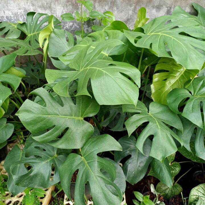 Betel nut seeds from Vietnam. Areca seeds. Monstera seeds. A pack of 50 seeds. Buy one get one