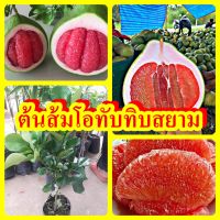 ส้มโอทับทิมสยาม ต้นพันธุ์เสียบยอดสูง 40-50 ซม.แข็งแรงพร้อมปลูก รับประกันพันธุ์แท้ 100%