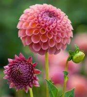 1 หัว/ออเดอร์ รักเร่ Dahlia Bulb สายพันธุ์ Jowey Winnie หัวรักเร่ ดอกไม้ หัวหน่อ เหง้า นำเข้า เนเธอร์แลน หัวสด