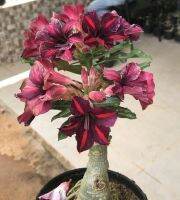 5 เมล็ด เมล็ดพันธุ์ ชวนชม ลูกผสมไฮบริด สายพันธุ์ M Marleny สีม่วง กุหลาบทะเลทราย Desert Rose Adenium seed ราชินีบอนไซ ปลูกง่ายมาก รีบสะสม