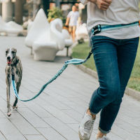 2021 Adjustable Reflective Leash Traction Rope Dog Running Belt Elastic Hands Freely Jogging Pull Dog Collar D-ring Leashes