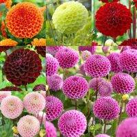 1 เหง้า/ชุุด รักเร่ Dahlia Bulb สายพันธุ์ Boom Boom หัวรักเร่ ดอกไม้ ดอกรักเร่ เหง้า นำเข้า ยุโรป หัวสดใหม่ ผ่านการแช่เย็นแล้ว