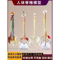 Lumbar skeleton 1:1 simulation vertebra spinal nerve bone anatomy flexible medicine teaching model