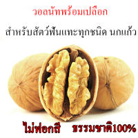 วอลนัท Walnut สำหรับนกแก้ว หนูแฮมสเตอร์ กระรอก แพรี่ด็อก และสัตว์ฟันแทะ กัดแทะเล่น อารณ์ดี แหล่งของไขมัน โปรตีน ชุด 5 ลูก