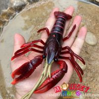 Monkey Toys - โมเดลสัตว์ Crayfish กุ้งมังกรเล็ก แดง ขนาด 18.00 CM (จากหาดใหญ่)