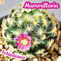 [แมม ขนนกเหลือง ดอกชมพู] Mammillaria Schneideriana ส่งพร้อมกระถาง แคคตัส Cactus Succulent Haworthia Euphorbia ไม้หายาก พืชอวบน้ำ