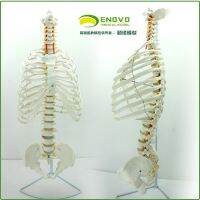 Import medical model human spine vertebra pelvis whole bone sternum ribs chest skeletons mold skeleton type