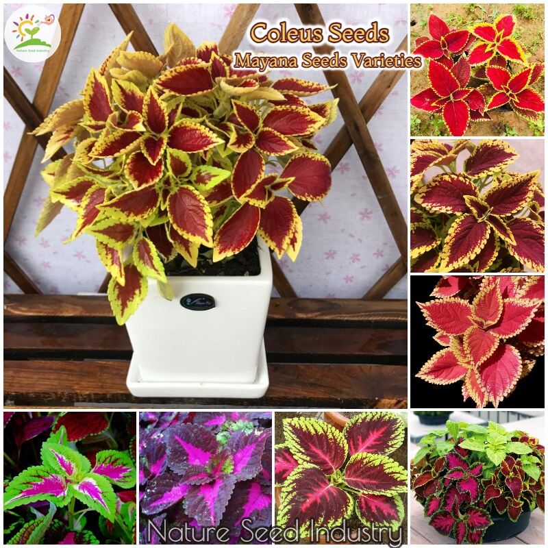 30PCS LUCKY Bamboo Flower mixed color fast grawing fresh seeds US garden home 