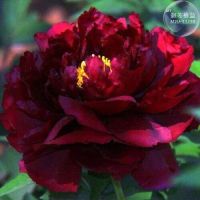 20 เมล็ด เมล็ดโบตั๋น ดอกโบตั๋น ดอกพีโอนี (Peony) สีแดง Red Peony ดอกไม้นี้​เป็นสัญลักษณ์ของความมั่งคั่งร่ำรวย ความซื่อสัตย์ อัตรางอก 70-80%