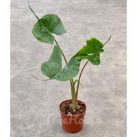 ( โปรสุดคุ้ม... ) อโลคาเซีย หางกระเบน (Alocasia stingray) 3 ไซส์ ราคาถูกสุด พรรณ ไม้ น้ำ พรรณ ไม้ ทุก ชนิด พรรณ ไม้ น้ำ สวยงาม พรรณ ไม้ มงคล