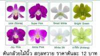 ( Pro+++ )++ ต้นกล้วยไม้นิ้ว สกุลหวาย มิกซ์คละสี (Dendrobium Mix Plant) สูง 15-20 ซม.เลี้ยง 7-10 เดือน จึงจะอก ราคาดี ต้นไม้ ฟอก อากาศ กระถาง ต้นไม้ ไม้ ประดับ ต้นไม้ ปลูก ใน บ้าน