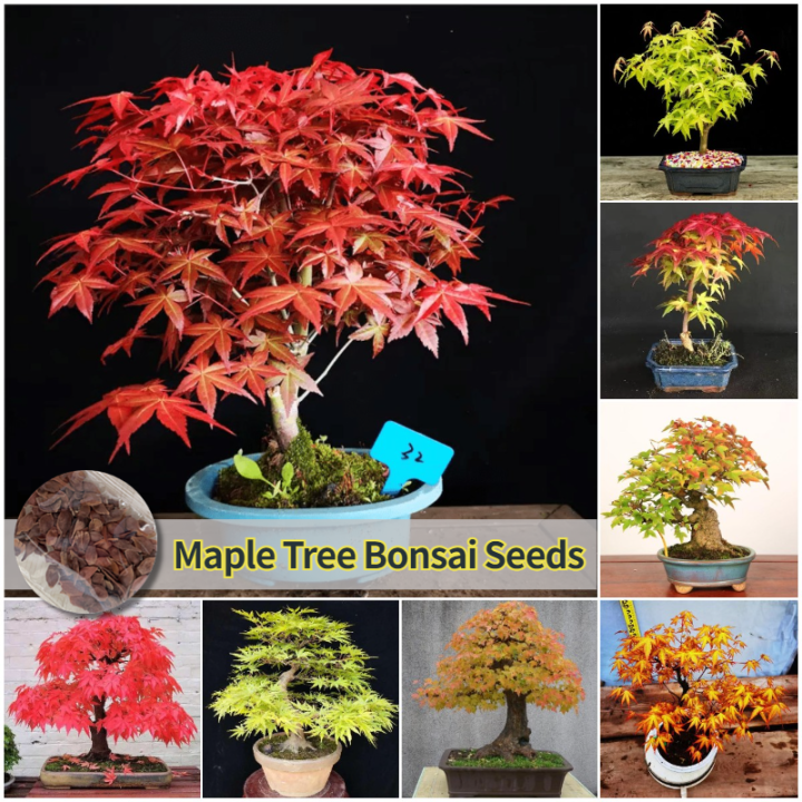 [Fast Germination] 35pcs Maple tree seeds for sale Rare Japanese Maple
