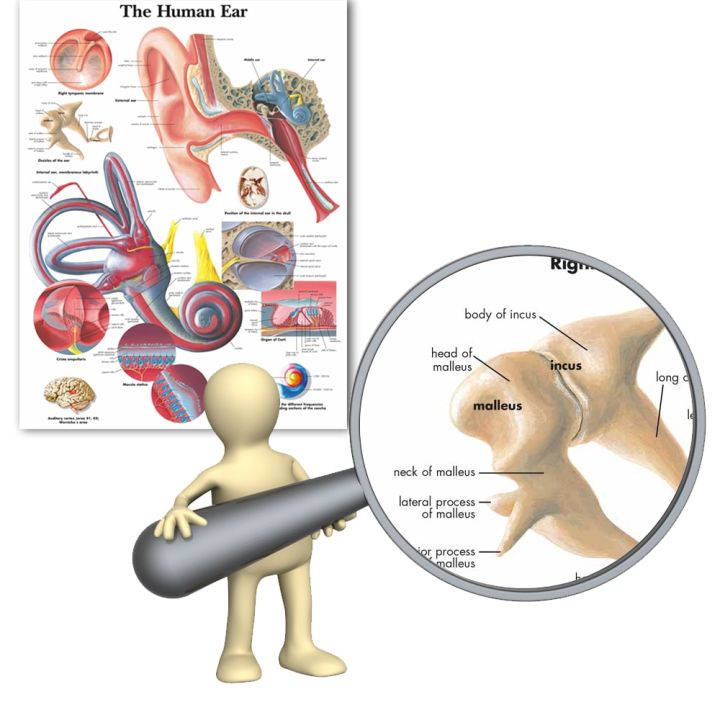 wangart-โปสเตอร์แผนผังกายวิภาคของมนุษย์กายวิภาคศาสตร์หูรายละเอียดโปสเตอร์ภาพเขียนรูปภาพติดผนังสำหรับการศึกษาทางการแพทย์ตกแต่งบ้านสำนักงาน-heyuan-ในอนาคต
