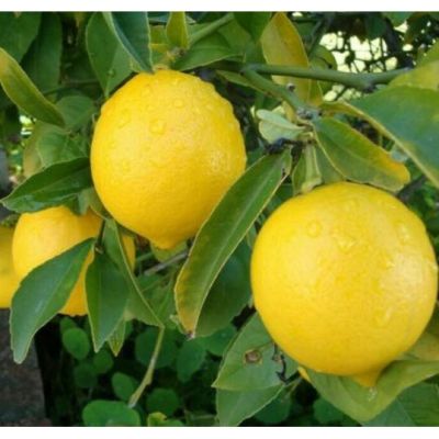 ( Wowowow+++) ต้นพันธุ์มะนาว ต้นมะนาว สายพันธุ์ เลม่อน ลิสบอน Lisbon Lemon แท้ 100% (ตอนกิ่ง) ลูกใหญ๋ๆ ลำต้นสูง 70 ซม. ราคาคุ้มค่า พรรณ ไม้ น้ำ พรรณ ไม้ ทุก ชนิด พรรณ ไม้ น้ำ สวยงาม พรรณ ไม้ มงคล