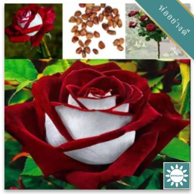 30 เมล็ด เมล็ดพันธุ์ กุหลาบ Dragon Rose Seeds สี ขาว-แดง ดอกใหญ่ นำเข้าจากต่างประเทศ พร้อมคู่มือ เมล็ดสด ใหม่