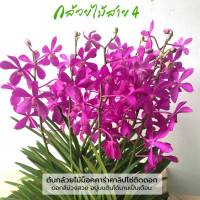 ต้นกล้วยไม้ม็อคคาร่าคาลิปโซ่ติดดอก ดอกสีม่วงสวย (Flowering Mokara Purple Calypso Orchid Plants) สูง 70 ซม.