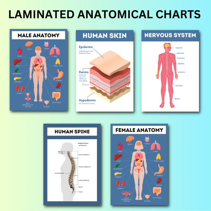 Human Anatomy, Anatomical Charts, Internal Organs Charts, Science ... Biology Diagrams
