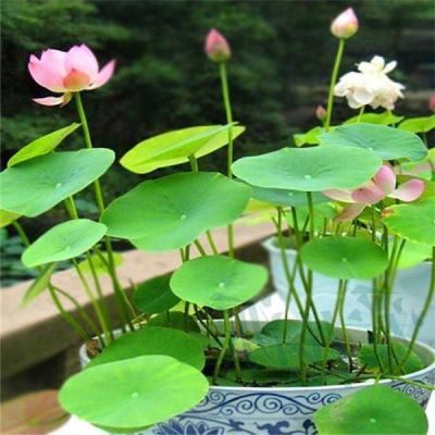 8 เมล็ด สีชมพู เมล็ดบัว บัวญี่ปุ่น บัวญี่ปุ่นแคระ เมล็ดเล็ก ดอกดกทั้งปี ของแท้ 100% Lotus Waterlily seeds มีคู่มีวิธีปลูก รหัส. 0002