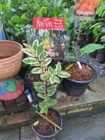 ต้นฝรั่งด่าง ใส้แดง Guava Tree ใบด่าง ผลด่าง น่าสะสม หายากจัดส่งพร้อมกระถาง9นิ้ว ต้นสูง 50-60ซม.