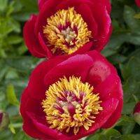 10 เมล็ด เมล็ดโบตั๋น ดอกโบตั๋น ดอกพีโอนี (Peony) สีแดง Red Peony ดอกไม้นี้​เป็นสัญลักษณ์ของความมั่งคั่งร่ำรวย ความซื่อสัตย์ อัตราการงอก 70-80%